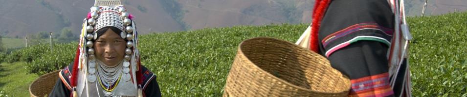 Akha Women Picking Tea Leaves